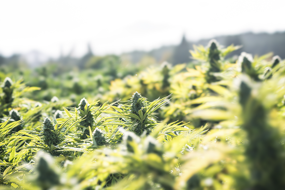 Cannabis